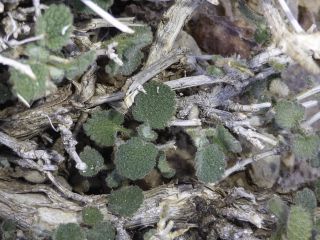 Teucrium rotundifolium Schreb. subsp. rotundifolium [2/7]