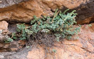 Teucrium werneri Emberger [15/16]