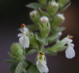 Teucrium werneri Emberger [16/16]