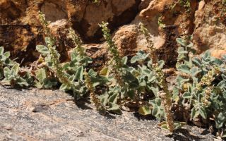 Teucrium zaianum Emb. & Maire [1/3]