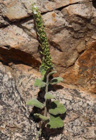 Teucrium zaianum Emb. & Maire [2/3]