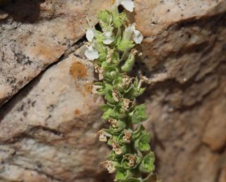 Teucrium zaianum Emb. & Maire [3/3]
