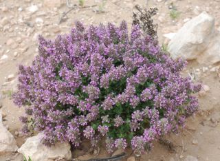 Thymus broussonnetii Boiss. subsp. hannonis (Maire) R. Morales [10/14]