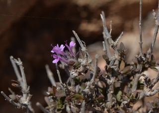 Thymus broussonnetii Boiss. subsp. hannonis (Maire) R. Morales [12/14]