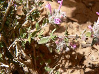 Thymus broussonnetii Boiss. subsp. hannonis (Maire) R. Morales [2/14]