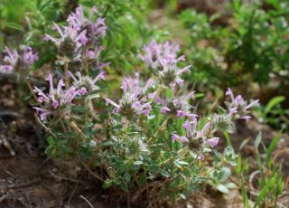 Thymus broussonnetii Boiss. subsp. hannonis (Maire) R. Morales [4/14]