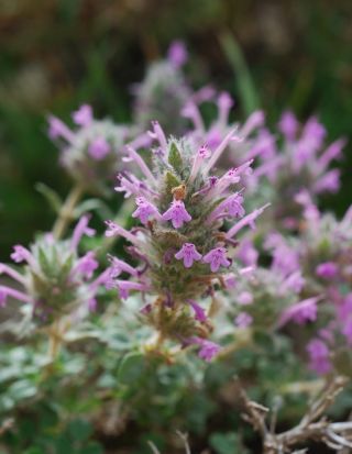 Thymus broussonnetii Boiss. subsp. hannonis (Maire) R. Morales [7/14]
