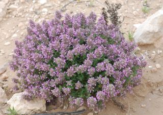 Thymus broussonnetii Boiss. subsp. hannonis (Maire) R. Morales [9/14]
