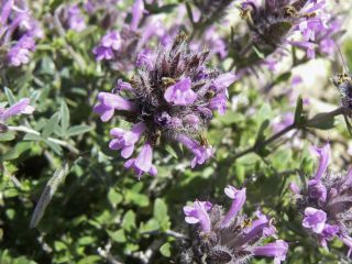 Thymus broussonnetii Boiss. subsp. hannonis (Maire) R. Morales [6/14]
