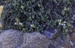 Thymus pallidus subsp. eriodontus (Maire) Maire [4/8]