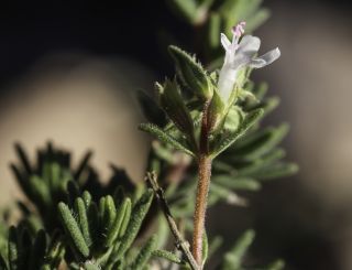 Thymus pallidus subsp. eriodontus (Maire) Maire [8/8]