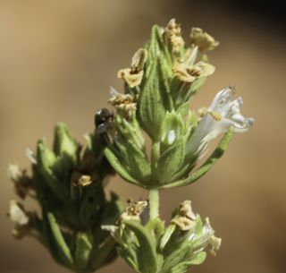 Thymus pallidus Batt. subsp. pallidus [9/10]