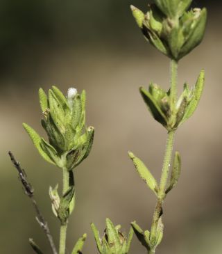 Thymus pallidus Batt. subsp. pallidus [10/10]