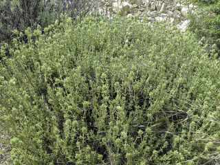 Thymus pallidus Batt. subsp. pallidus [4/10]