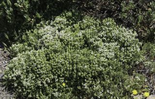 Thymus willdenowii Boiss. [1/12]