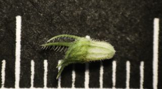 Thymus willdenowii Boiss. [12/12]