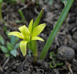 Gagea fragifera (Vill.) E.Bayer & G.López [2/2]