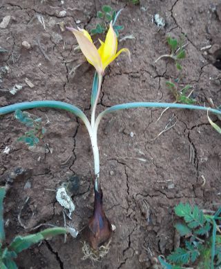 Tulipa sylvestris subsp. australis (Link) Pamp. [5/7]