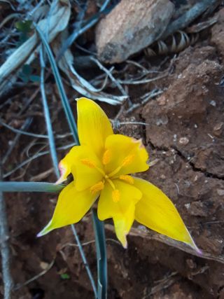 Tulipa sylvestris subsp. australis (Link) Pamp. [6/7]