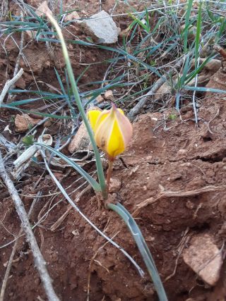 Tulipa sylvestris subsp. australis (Link) Pamp. [7/7]