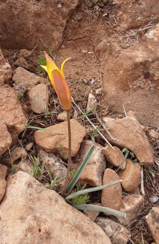 Tulipa sylvestris subsp. australis (Link) Pamp. [1/7]