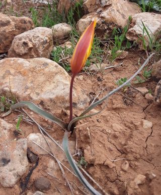 Tulipa sylvestris subsp. australis (Link) Pamp. [2/7]