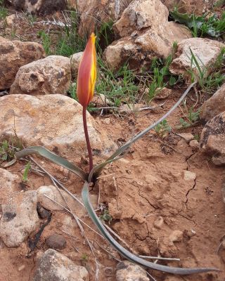Tulipa sylvestris subsp. australis (Link) Pamp. [3/7]