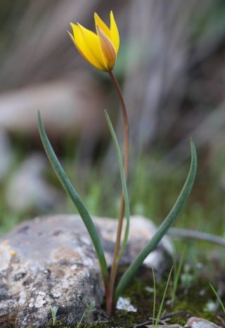Tulipa sylvestris subsp. australis (Link) Pamp. [8/10]