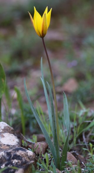 Tulipa sylvestris subsp. australis (Link) Pamp. [9/10]