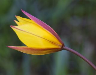 Tulipa sylvestris subsp. australis (Link) Pamp. [10/10]