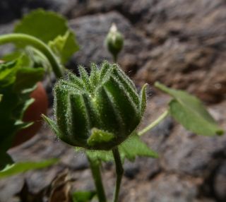 Abutilon albidum (Willd.) Sweet [6/15]
