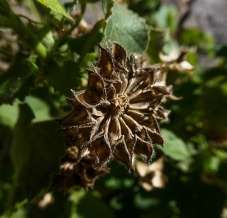 Abutilon albidum (Willd.) Sweet [7/15]