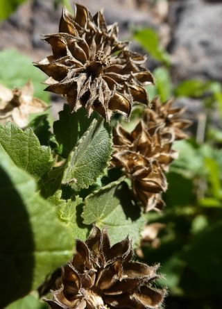 Abutilon albidum (Willd.) Sweet [8/15]