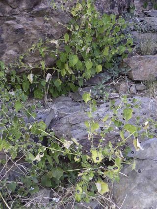 Abutilon albidum (Willd.) Sweet [3/15]