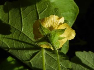 Abutilon albidum (Willd.) Sweet [10/15]