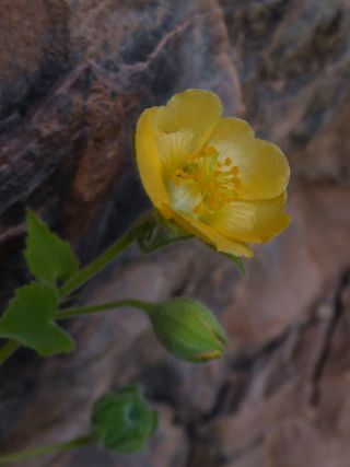 Abutilon albidum (Willd.) Sweet [13/15]
