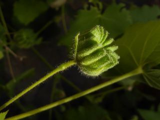 Abutilon albidum (Willd.) Sweet [14/15]