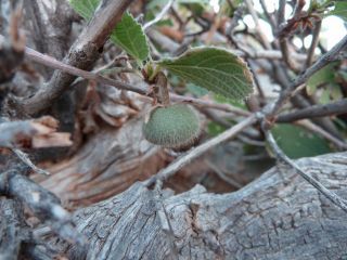 Grewia villosa Willd. [3/15]