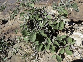 Grewia villosa Willd. [4/15]