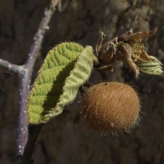 Grewia villosa Willd. [9/15]