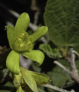 Grewia villosa Willd. [11/15]