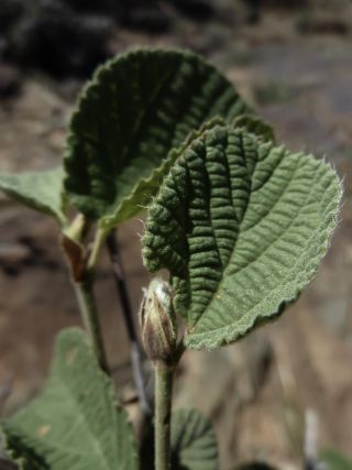Grewia villosa Willd. [5/15]
