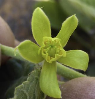 Grewia villosa Willd. [10/15]