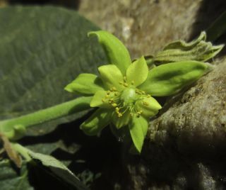 Grewia villosa Willd. [13/15]