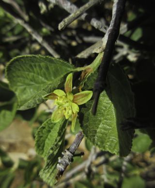 Grewia villosa Willd. [14/15]