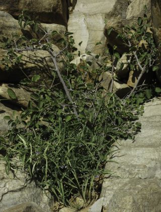 Grewia villosa Willd. [15/15]