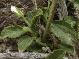 Hibiscus micranthus L. fil. var. micranthus [4/14]