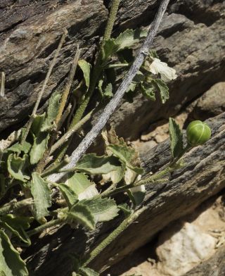 Hibiscus micranthus L. fil. var. micranthus [6/14]