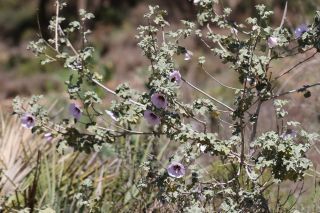 Lavatera maritima Gouan [5/8]