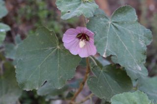 Lavatera maritima Gouan [6/8]